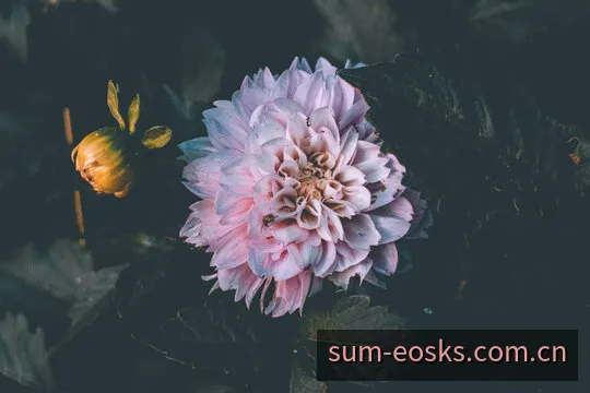 EOS阳光快三和值历史开奖数据分析与三骰点数走势图解